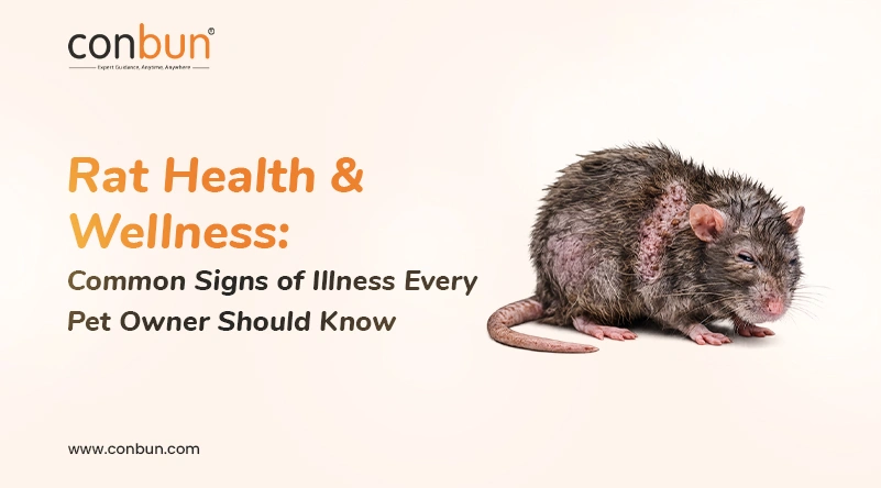 Rat Health & Wellness: Common Signs of Illness Every Pet Owner Should Know